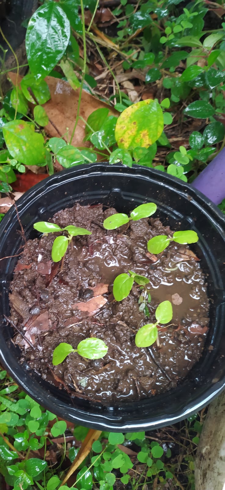 10 graines Ylang Ylang, Arbre de Cananga odorata Arbre à parfum, Kenangaw, Ilang-Ilang,Arbre à huile de Macassar, Graines d’Ylang-Ylangbaum-Mon Jardin Tropical-