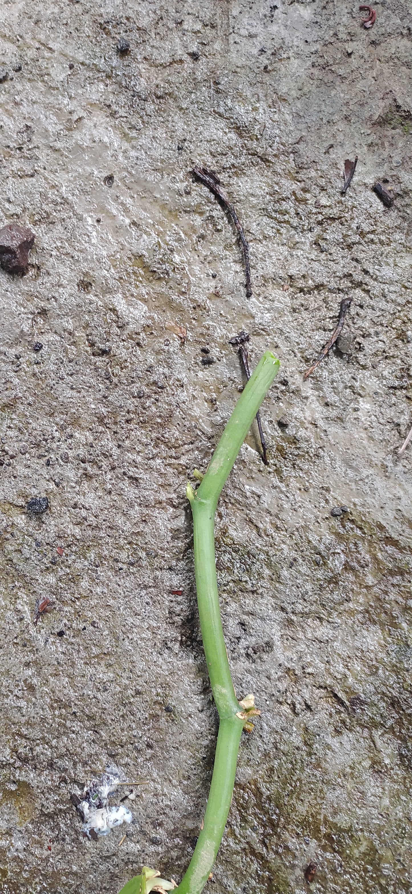 Bouture de vanille Planifolia - bouture de vanille - Plants de vanille - Orchidée vanille - Brin de vanille