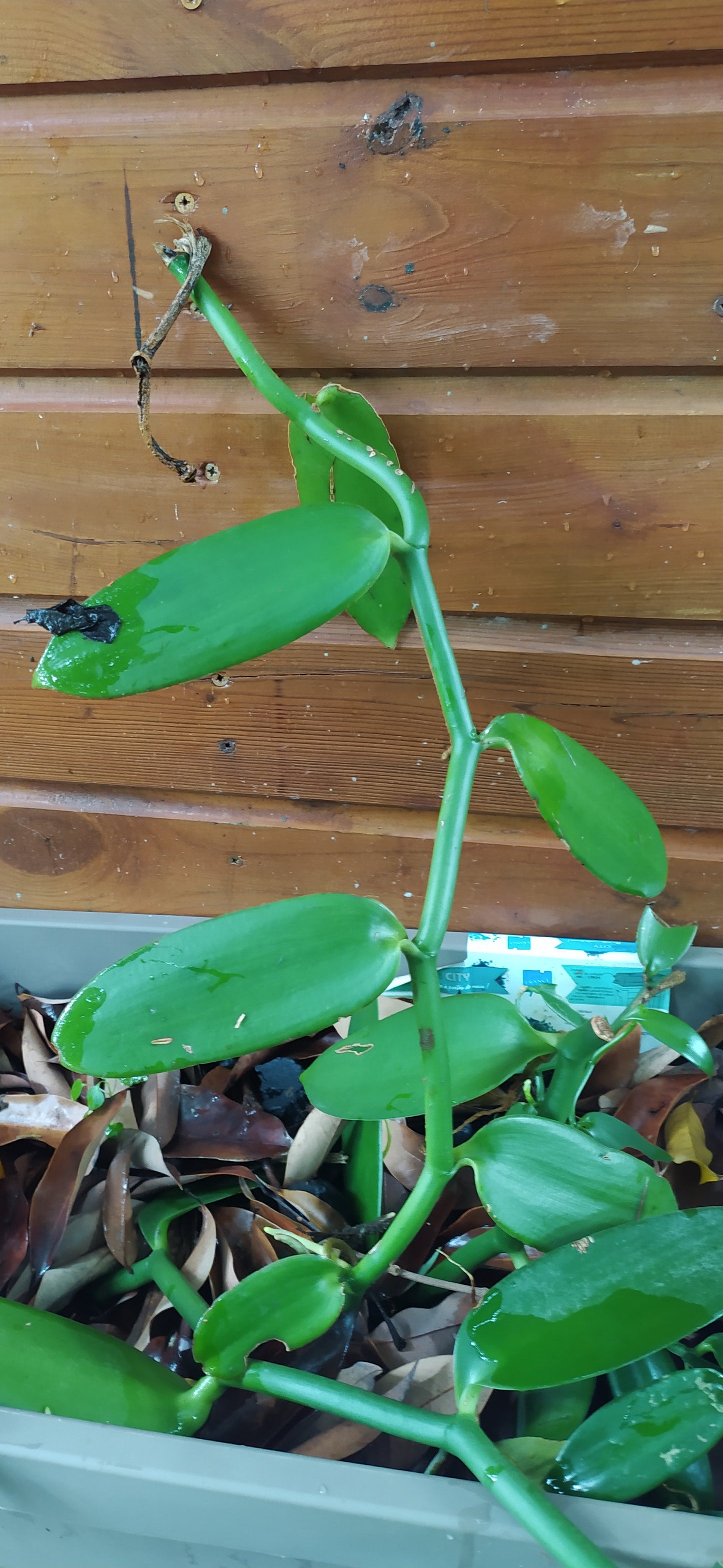 Bouture de vanille Planifolia - bouture de vanille - Plants de vanille - Orchidée vanille - Brin de vanille