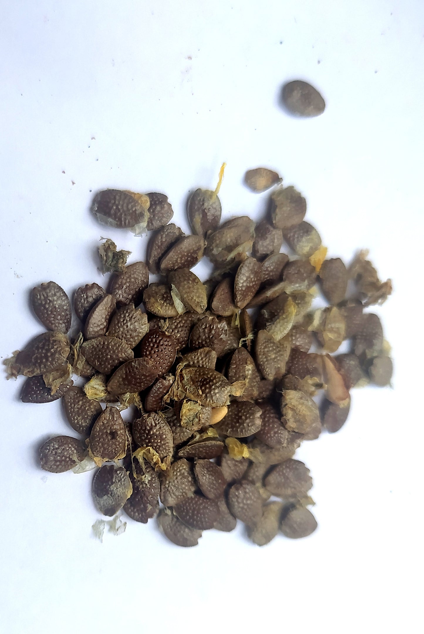 Mon Jardin Tropical- Graines de plantes exotiques maracudja - graines de fruit de la passion - graines à semer - graines à planter pour semis - liane maracuja - passion fruit