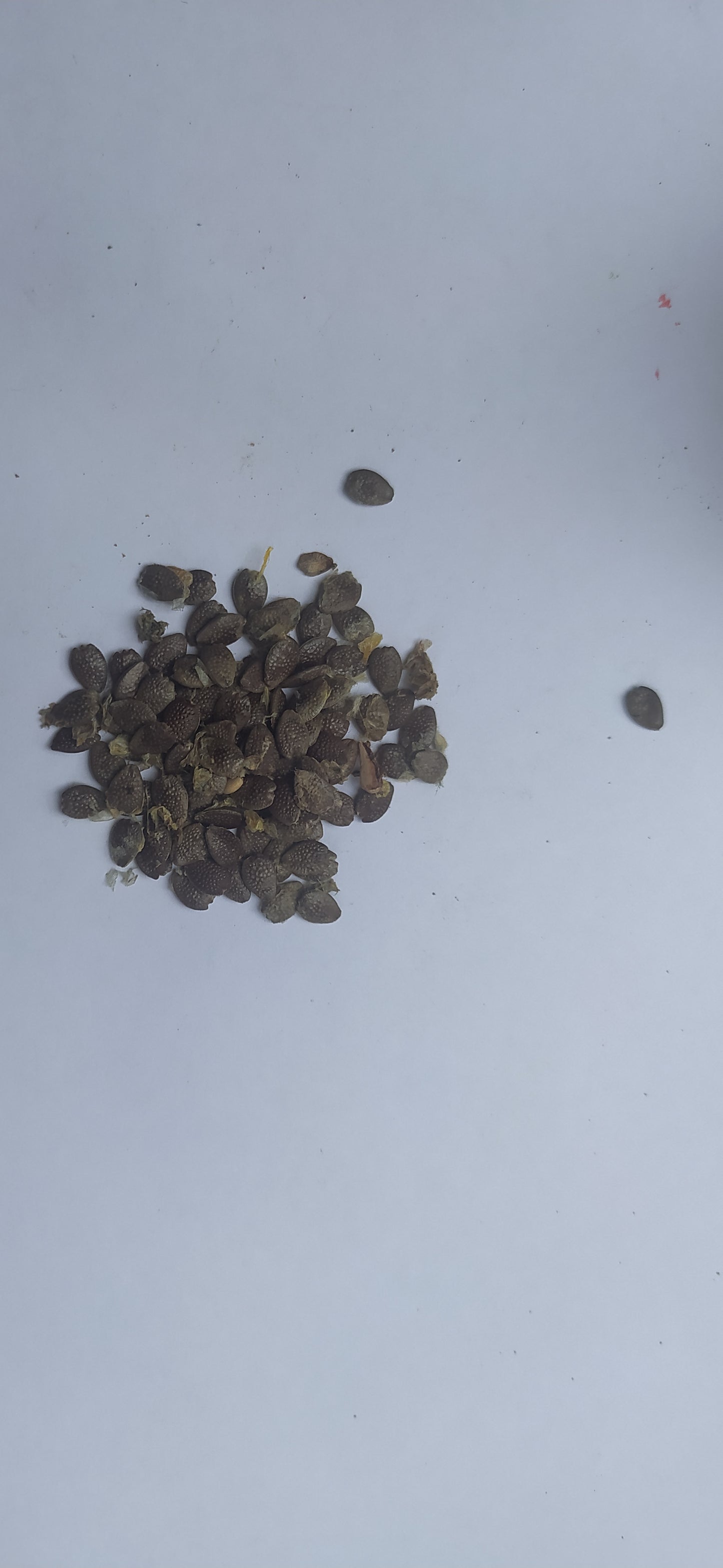 Mon Jardin Tropical- Graines de plantes exotiques maracudja - graines de fruit de la passion - graines à semer - graines à planter pour semis - liane maracuja - passion fruit