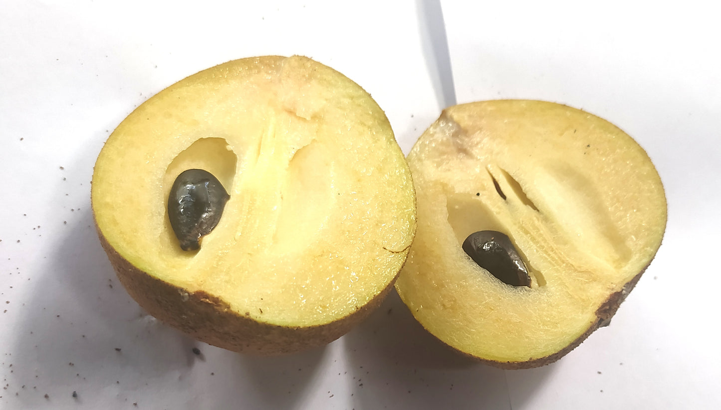 5 Graines de plantes tropicales de sapotille - graine à semer de fruit exotique du sapotillier Graines de Manilkara zapota - Sapotille FWI-Mon Jardin Tropical-