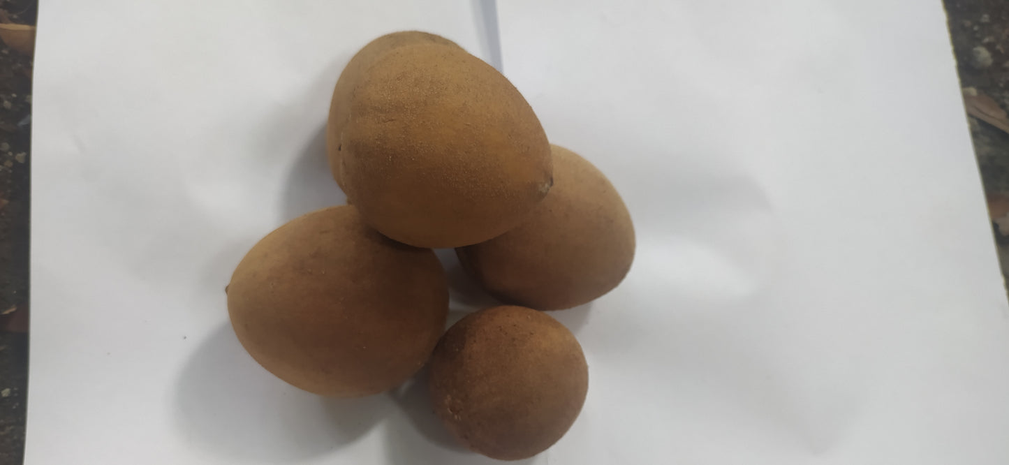 5 Graines de plantes tropicales de sapotille - graine à semer de fruit exotique du sapotillier Graines de Manilkara zapota - Sapotille FWI-Mon Jardin Tropical-