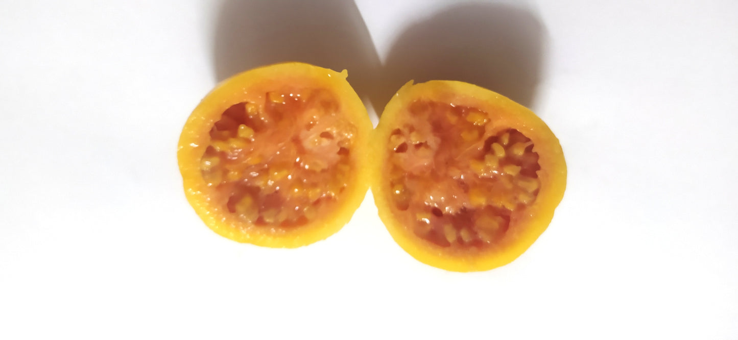 20 Graines de goyave à Chair rose- Guava - Psidium guajava - graines à planter- graines à germer- semis - graines exotiques-Guadeloupe -Mon Jardin Tropical-