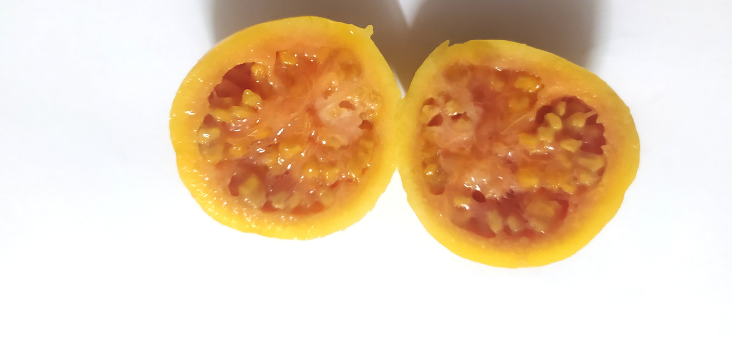 20 Graines de goyave à Chair rose- Guava - Psidium guajava - graines à planter- graines à germer- semis - graines exotiques-Guadeloupe -Mon Jardin Tropical-