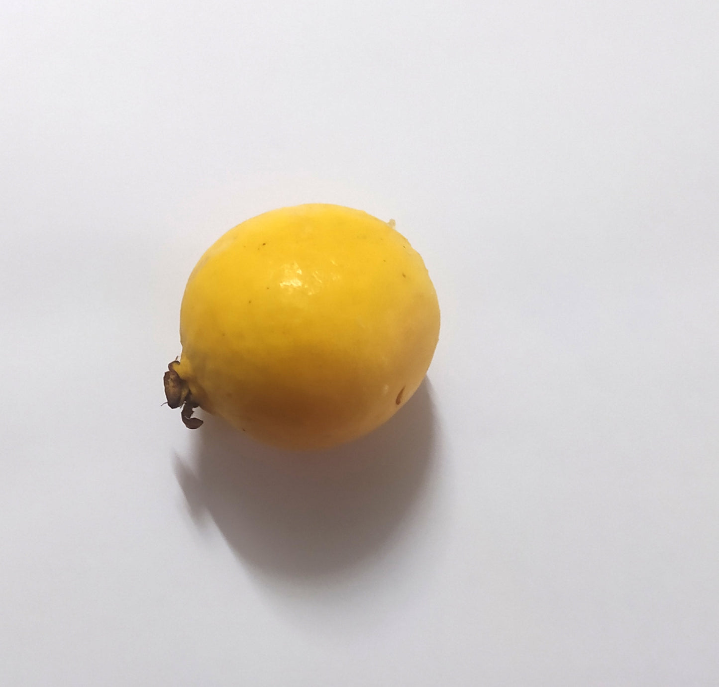 20 Graines de goyave à Chair rose- Guava - Psidium guajava - graines à planter- graines à germer- semis - graines exotiques-Guadeloupe -Mon Jardin Tropical-