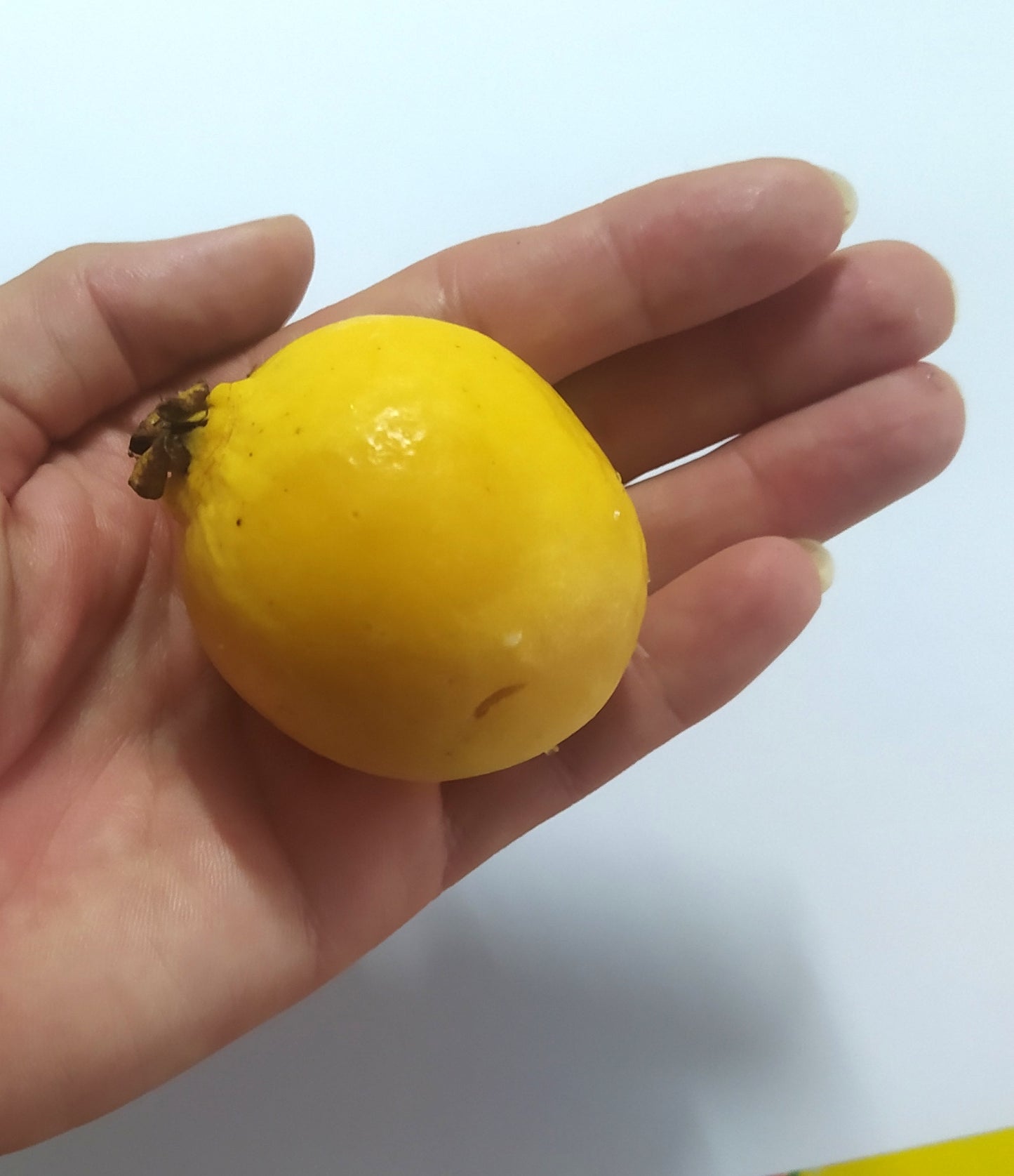 20 Graines de goyave à Chair rose- Guava - Psidium guajava - graines à planter- graines à germer- semis - graines exotiques-Guadeloupe -Mon Jardin Tropical-