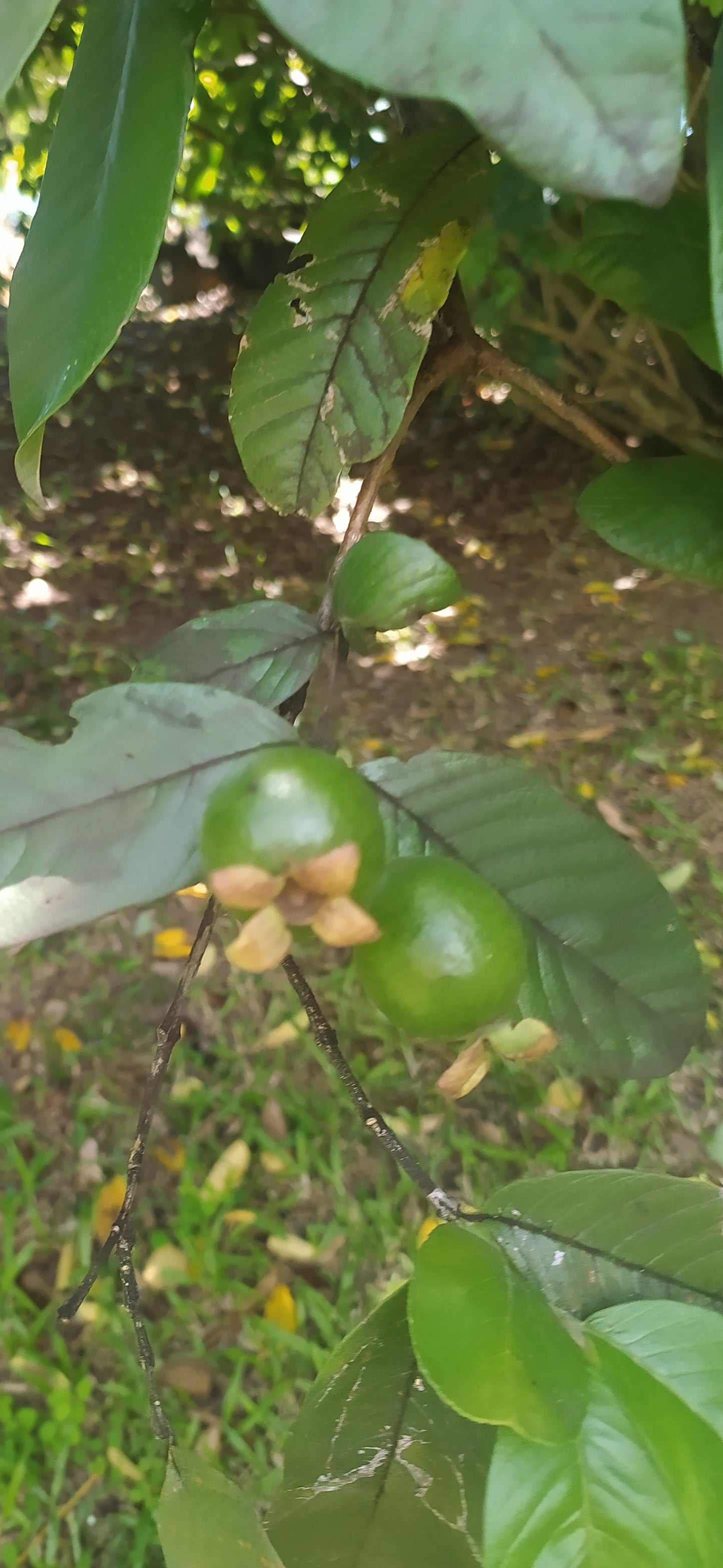 20 Graines de goyave à Chair rose- Guava - Psidium guajava - graines à planter- graines à germer- semis - graines exotiques-Guadeloupe -Mon Jardin Tropical-