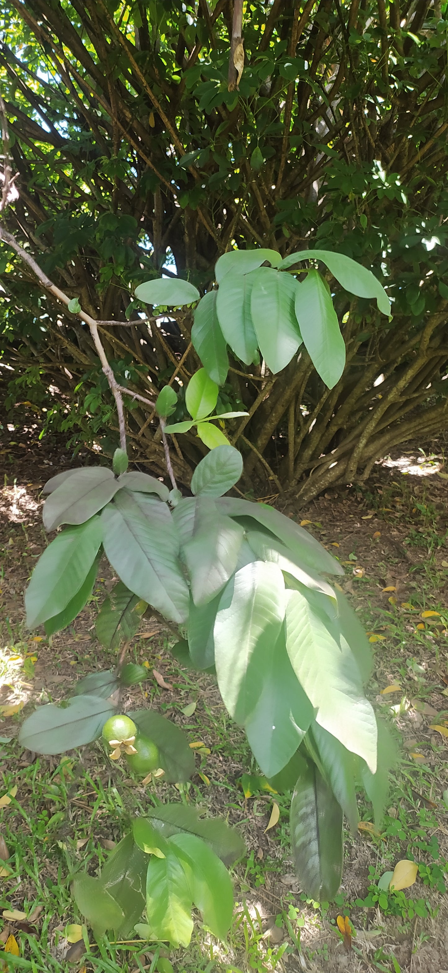 20 Graines de goyave à Chair rose- Guava - Psidium guajava - graines à planter- graines à germer- semis - graines exotiques-Guadeloupe -Mon Jardin Tropical-