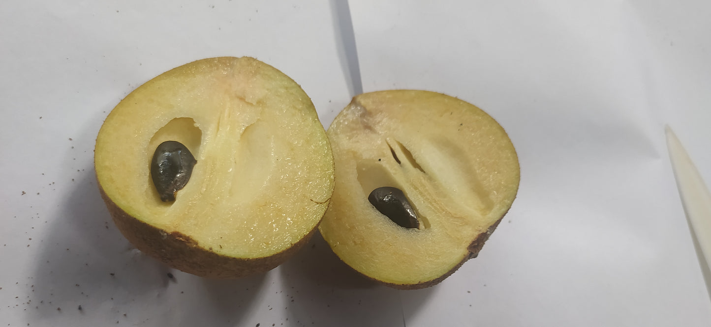 Mon Jardin Tropical- Graines de plantes tropicales de sapotille - graine à semer de fruit exotique du sapotillier - Graines de Manilkara zapota - Sapotille FWI