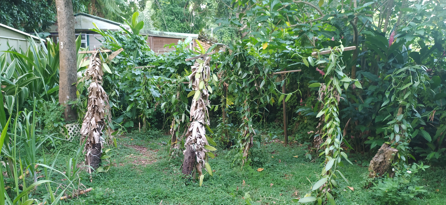 Bouture de vanille Planifolia - bouture de vanille - Plants de vanille - Orchidée vanille - Brin de vanille