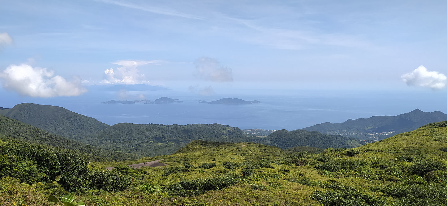 Mon Jardin Tropical- Graines de noni - graines de nono - graines pommes chien - Graines Morinda citrifolia