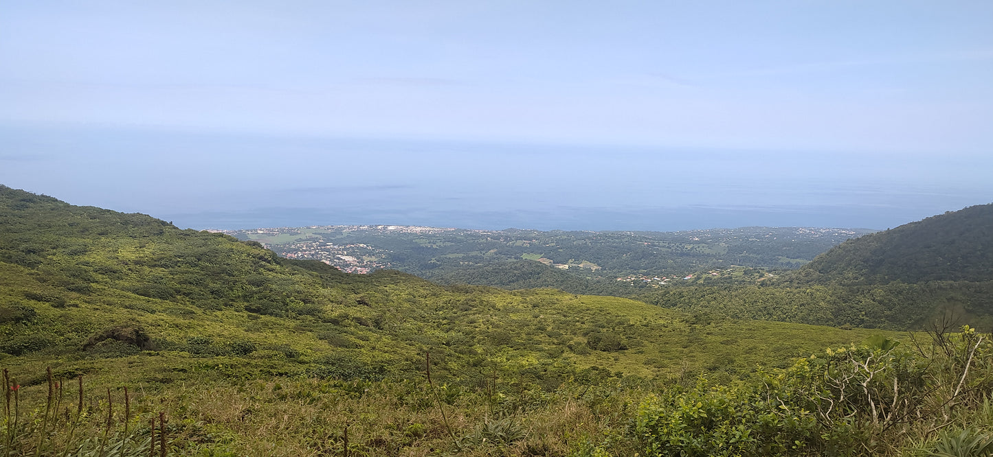 Mon Jardin Tropical- Graines de noni - graines de nono - graines pommes chien - Graines Morinda citrifolia