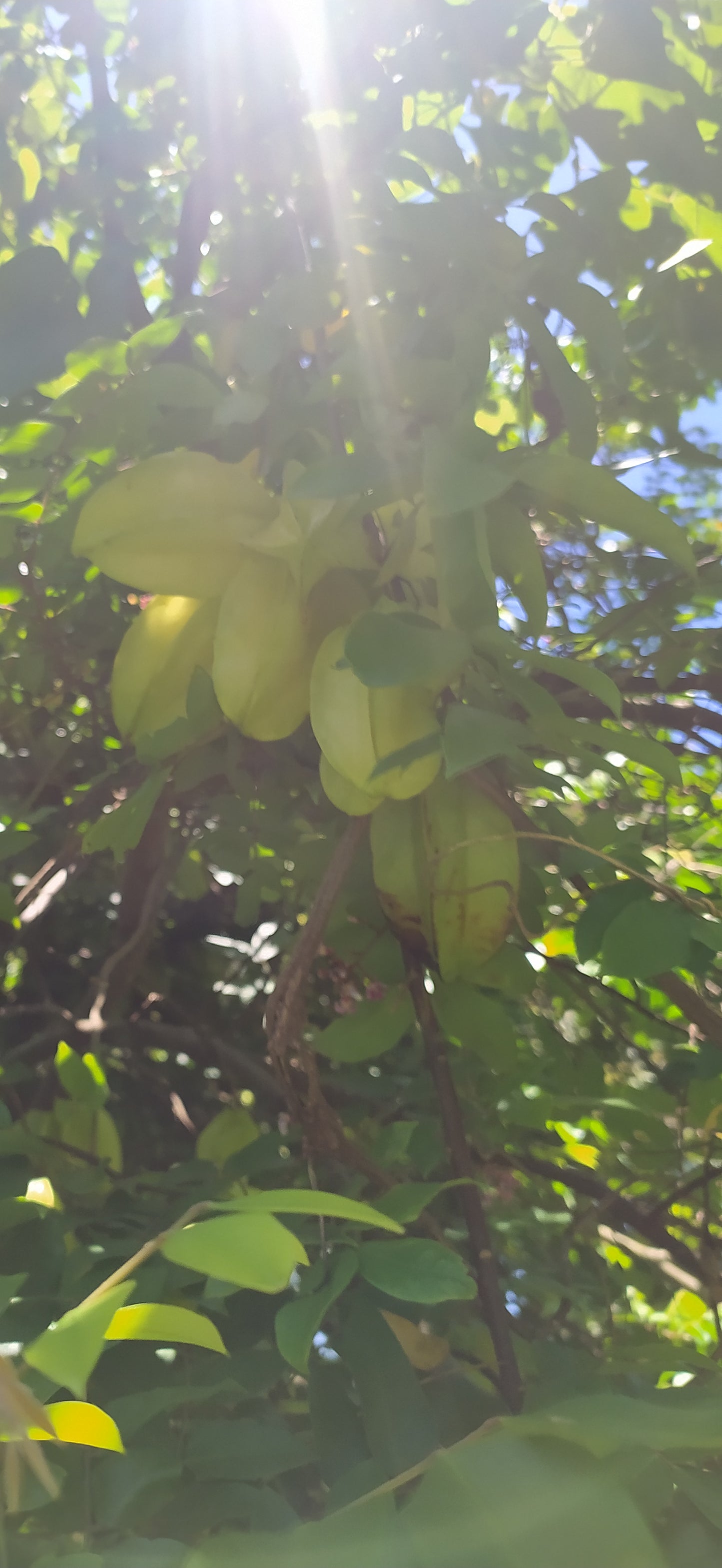 Mon Jardin Tropical- Graines à planter de carambole - graines de Carambolier  - carambola - graines à semer Averrhoa carambola -five-corner - graines tropicale