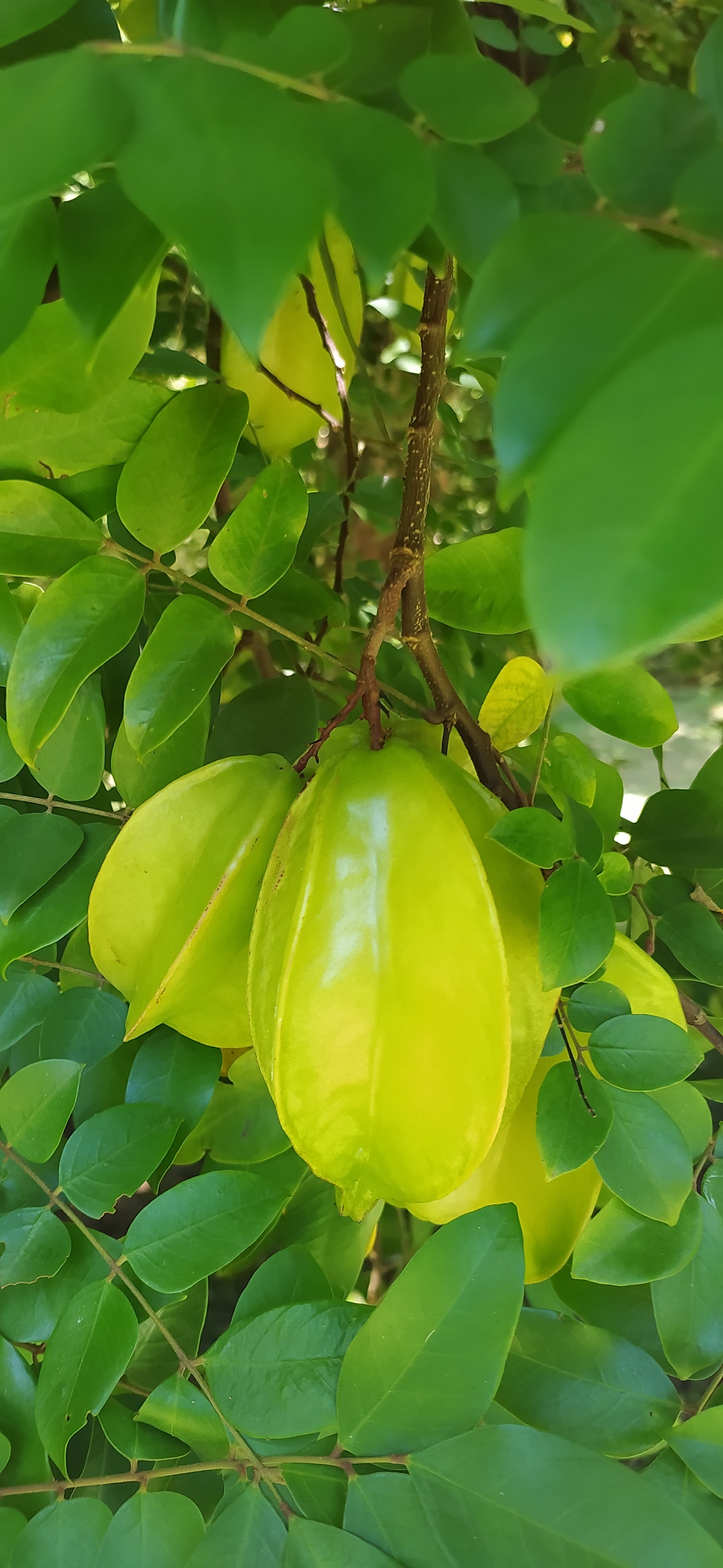 Mon Jardin Tropical- Graines à planter de carambole - graines de Carambolier  - carambola - graines à semer Averrhoa carambola -five-corner - graines tropicale