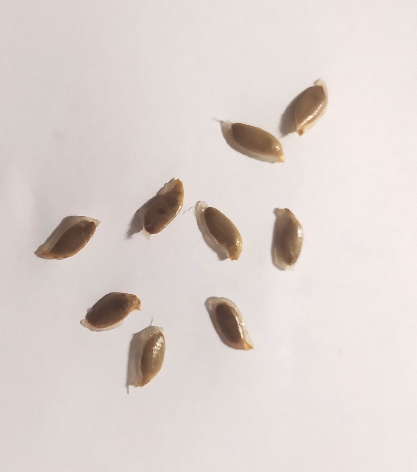 Mon Jardin Tropical- Graines à planter de carambole - graines de Carambolier  - carambola - graines à semer Averrhoa carambola -five-corner - graines tropicale