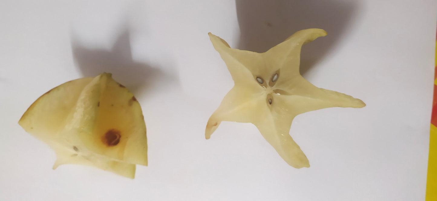 Mon Jardin Tropical- Graines à planter de carambole - graines de Carambolier  - carambola - graines à semer Averrhoa carambola -five-corner - graines tropicale