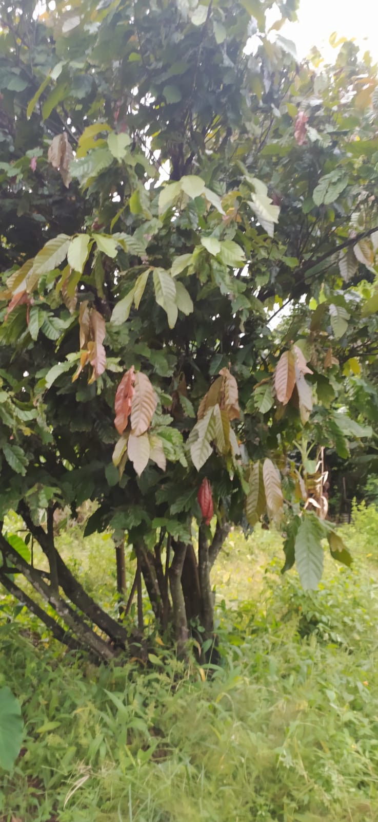 Pied de cacaoyer - theobroma cacao-  Cacaoyer jaune - Kako - tchocolatl - Arbre à chocolat - Chocolate tree - chocolate - guadeloupe