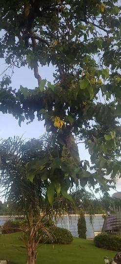 Mon Jardin Tropical- Pieds d' Ylang Ylang d'environ 10 cm de hauteur avec racines, Arbre de Cananga odorata Arbre à parfum, Kenangaw, Ilang-Ilang