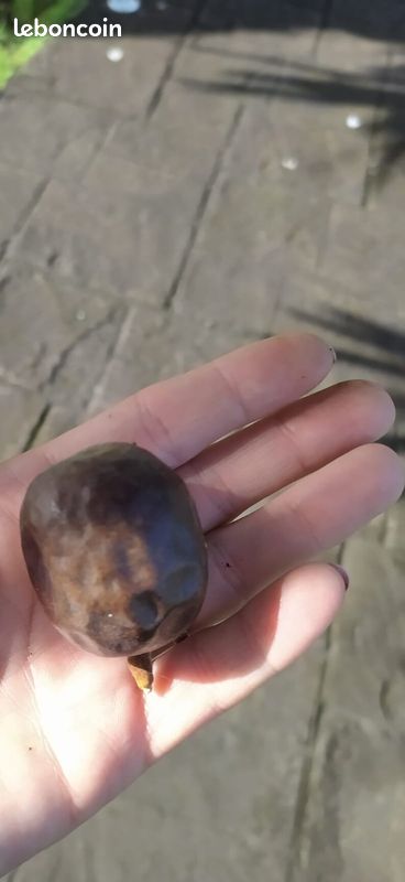 10 graines de Bismarck - palmier bleu - 10 graines Graines palmier de Bismarck semences -Palmier argenté - Bismarckia nobilis - Bismarckia- seeds