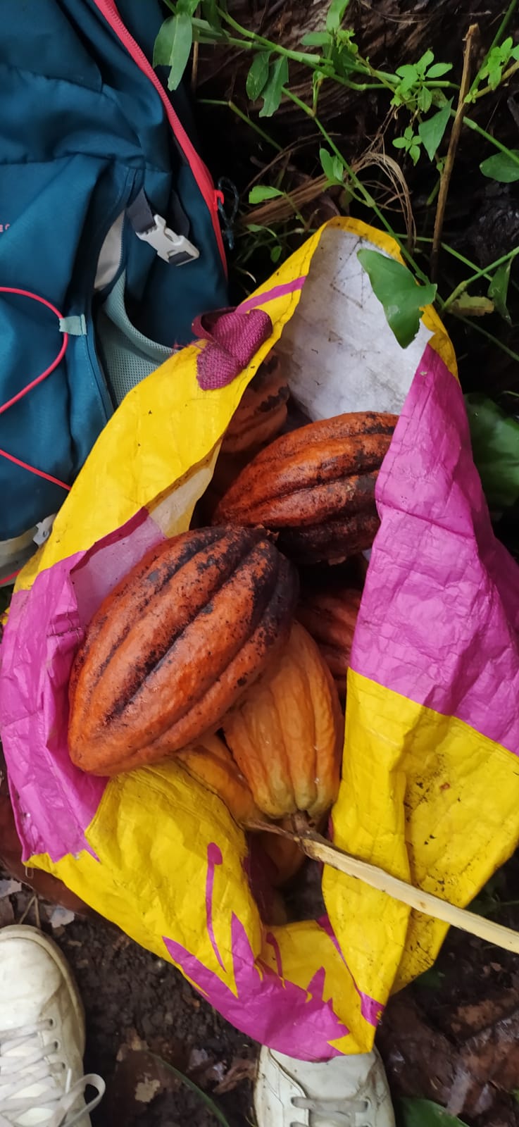 Mon Jardin Tropical- Graines de cacaoyer orange de Guadeloupe - Trinitario, cacao orange - Arbre à chocolat - fresh cocoa seed - coco seeds - fèves de cacao