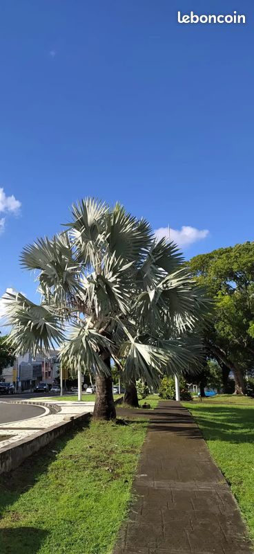 10 graines de Bismarck - palmier bleu - 10 graines Graines palmier de Bismarck semences -Palmier argenté - Bismarckia nobilis - Bismarckia- seeds