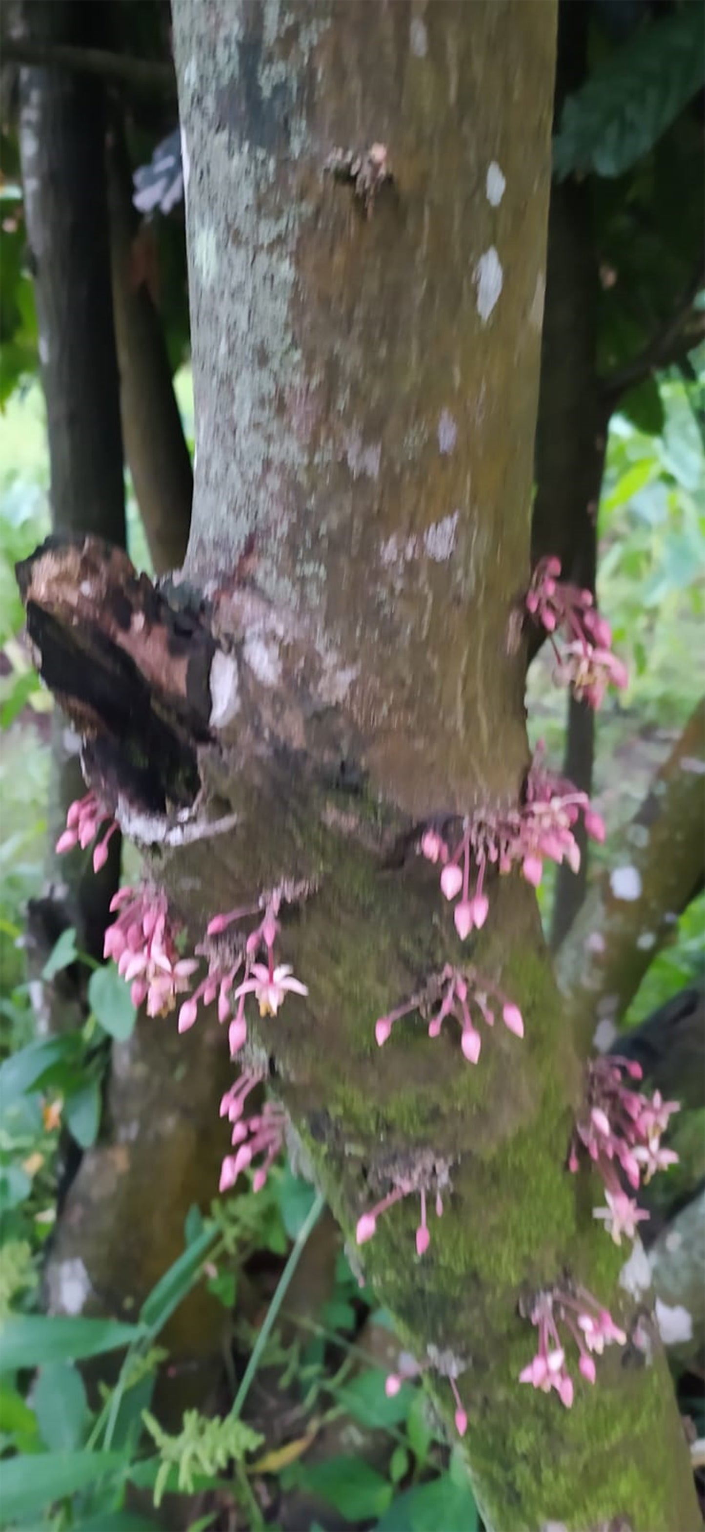 Pied de cacaoyer - theobroma cacao-  Cacaoyer jaune - Kako - tchocolatl - Arbre à chocolat - Chocolate tree - chocolate - guadeloupe