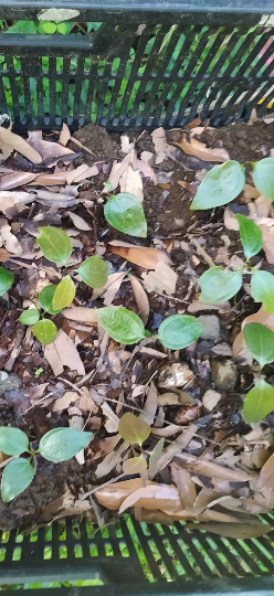 Mon Jardin Tropical- Plants de canneliers - arbre cannelle-Cannelier de Ceylan, arbre à cannelle, vraie cannelle - Cinnamomum zeylanicum ou verum - pied cannelle
