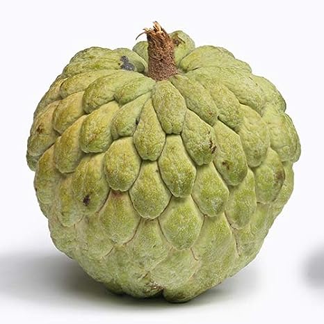 5 Graines de pommes cannelle - arbre attier - pocanelle - Annona -Annona squamosa - sweet fruit-Mon Jardin Tropical-