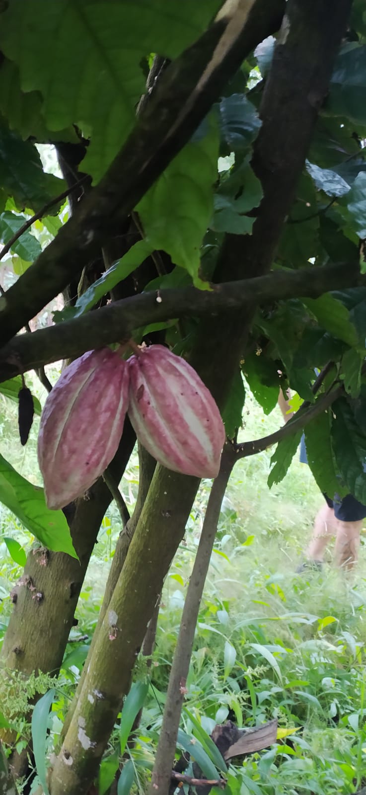Pied de cacaoyer - theobroma cacao-  Cacaoyer jaune - Kako - tchocolatl - Arbre à chocolat - Chocolate tree - chocolate - guadeloupe