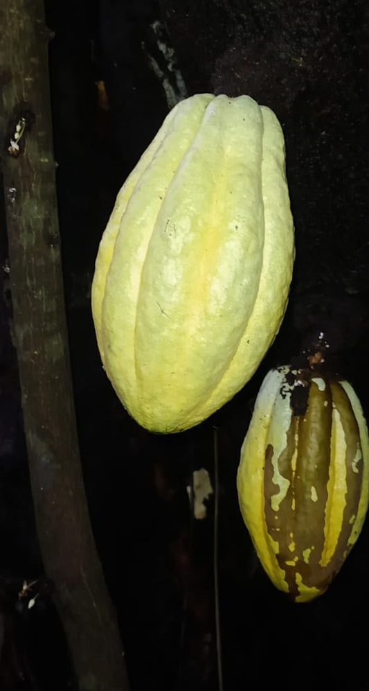 Mon Jardin Tropical- Graines de cacaoyer orange de Guadeloupe - Trinitario, cacao orange - Arbre à chocolat - fresh cocoa seed - coco seeds - fèves de cacao