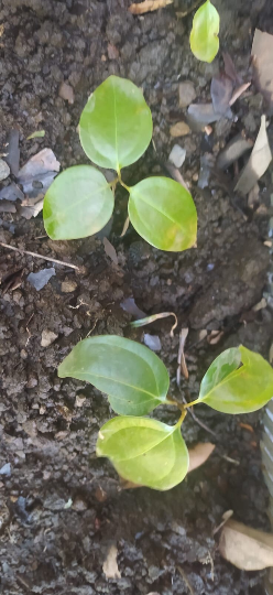 Mon Jardin Tropical- Plants de canneliers - arbre cannelle-Cannelier de Ceylan, arbre à cannelle, vraie cannelle - Cinnamomum zeylanicum ou verum - pied cannelle
