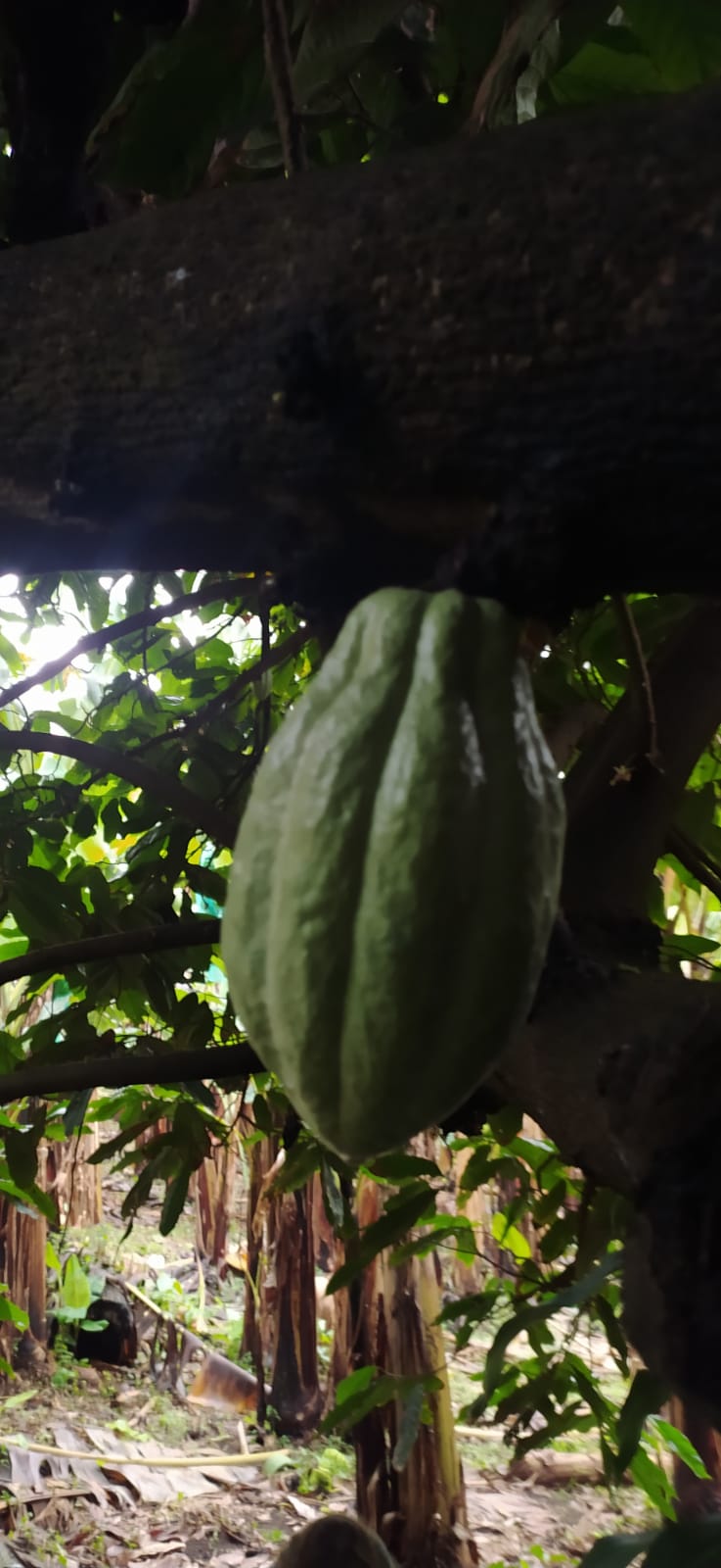 Pied de cacaoyer - theobroma cacao-  Cacaoyer jaune - Kako - tchocolatl - Arbre à chocolat - Chocolate tree - chocolate - guadeloupe