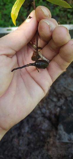 Mon Jardin Tropical- Plants de canneliers - arbre cannelle-Cannelier de Ceylan, arbre à cannelle, vraie cannelle - Cinnamomum zeylanicum ou verum - pied cannelle