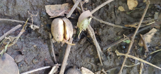 Mon Jardin Tropical- Plants de canneliers - arbre cannelle-Cannelier de Ceylan, arbre à cannelle, vraie cannelle - Cinnamomum zeylanicum ou verum - pied cannelle
