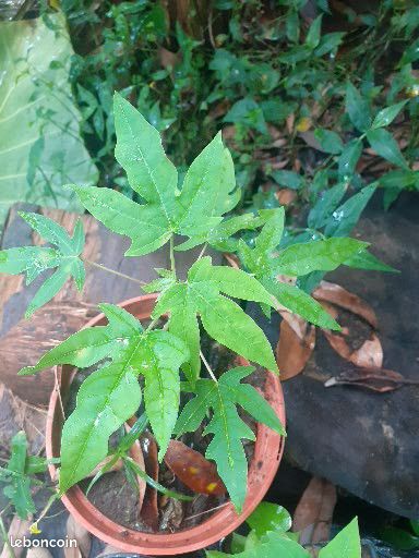 30 graines fraîches de papaye verte  - carica papaya - guadeloupe -Mon Jardin Tropical-