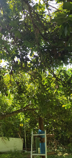 Mon Jardin Tropical- Feuilles fraîches cannelle - feuilles de cannelier - ceylan - infusion - épices