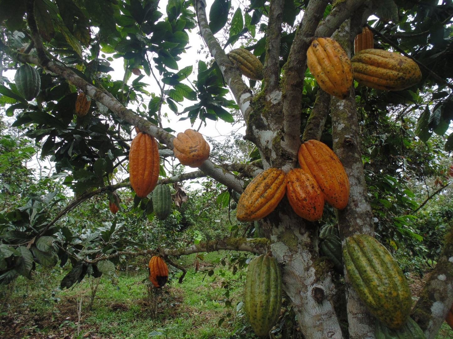 Mon Jardin Tropical- Graines de cacaoyer orange de Guadeloupe - Trinitario, cacao orange - Arbre à chocolat - fresh cocoa seed - coco seeds - fèves de cacao