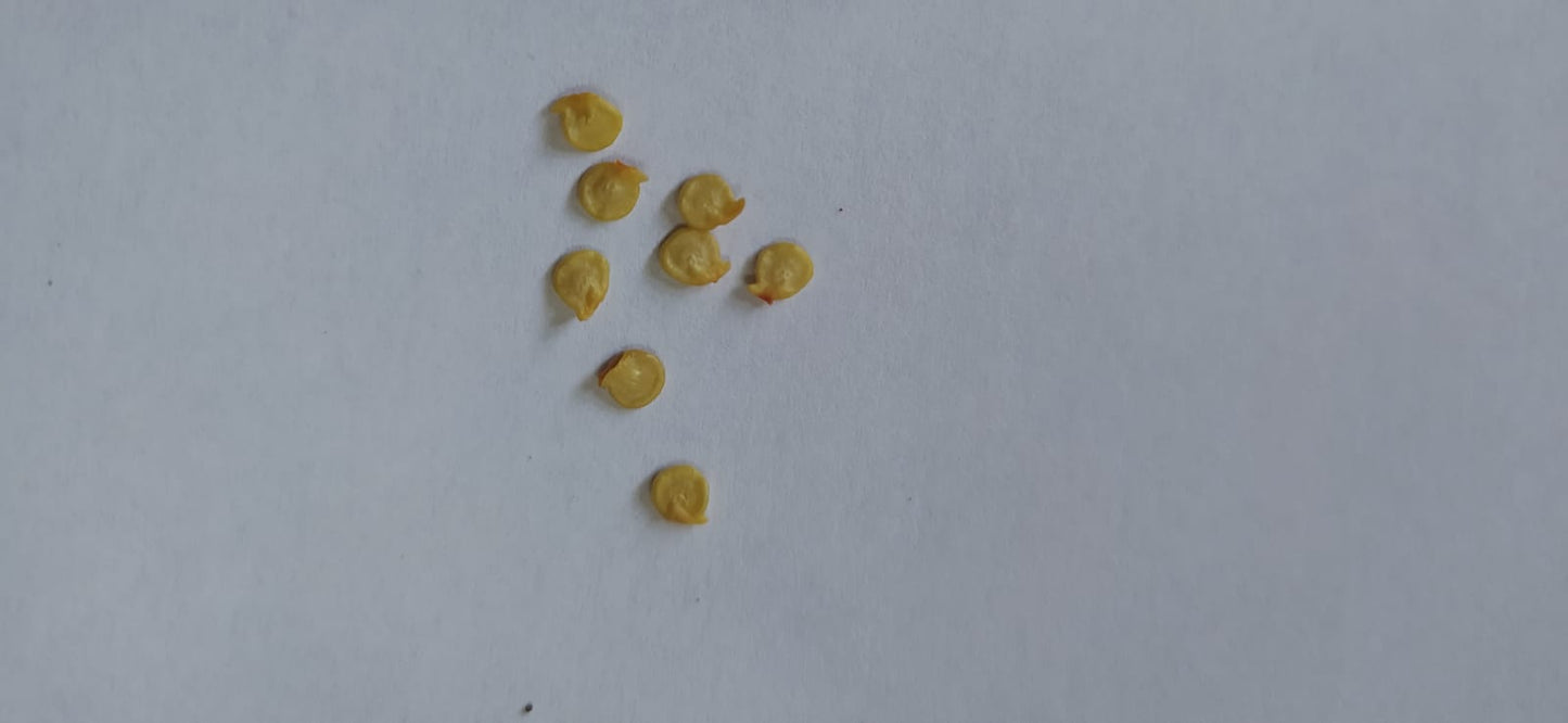 Mon Jardin Tropical- Graines de piment végétarien - Capsicum Chinense- Capsicum Chinense - Piment doux des Antilles - piment végétal