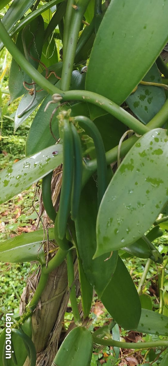 Bouture de vanille Planifolia - bouture de vanille - Plants de vanille - Orchidée vanille - Brin de vanille
