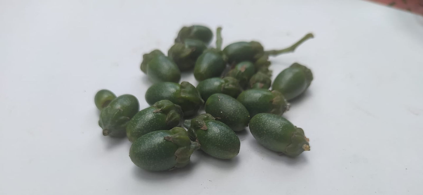 5 Graines de cannelle de Ceylan - semences de cannelier de Ceylan- vraie cannelle - Cinnamomum verum - Graines biologiques d'extérieur et d'intérieur