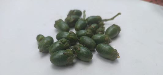 5 Graines de cannelle de Ceylan - semences de cannelier de Ceylan- vraie cannelle - Cinnamomum verum - Graines biologiques d'extérieur et d'intérieur