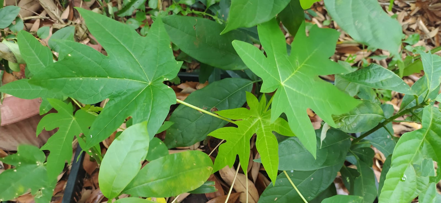 30 graines fraîches de papaye verte  - carica papaya - guadeloupe -Mon Jardin Tropical-