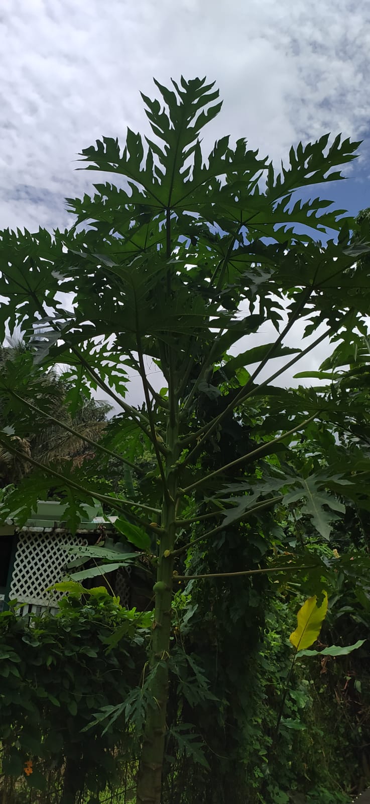 30 graines fraîches de papaye verte  - carica papaya - guadeloupe -Mon Jardin Tropical-