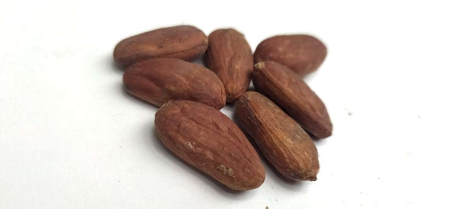 Mon Jardin Tropical- Graines de cacaoyer orange de Guadeloupe - Trinitario, cacao orange - Arbre à chocolat - fresh cocoa seed - coco seeds - fèves de cacao