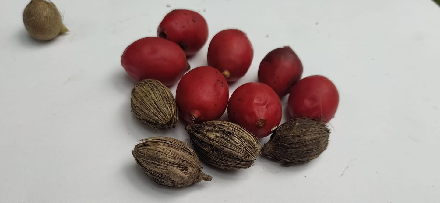 Mon Jardin Tropical- Graines palmier royal nain - 'Adonidia Merrili ou Veitchia Merrili- arbre de noël - plantes sachet 5/10/15  graines - palmier de noël-arec d'inde