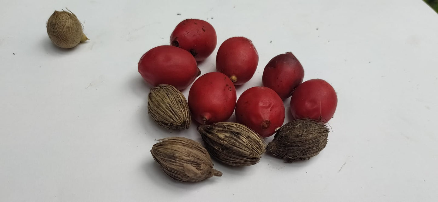 Mon Jardin Tropical- Graines palmier royal nain - 'Adonidia Merrili ou Veitchia Merrili- arbre de noël - plantes sachet 5/10/15  graines - palmier de noël-arec d'inde