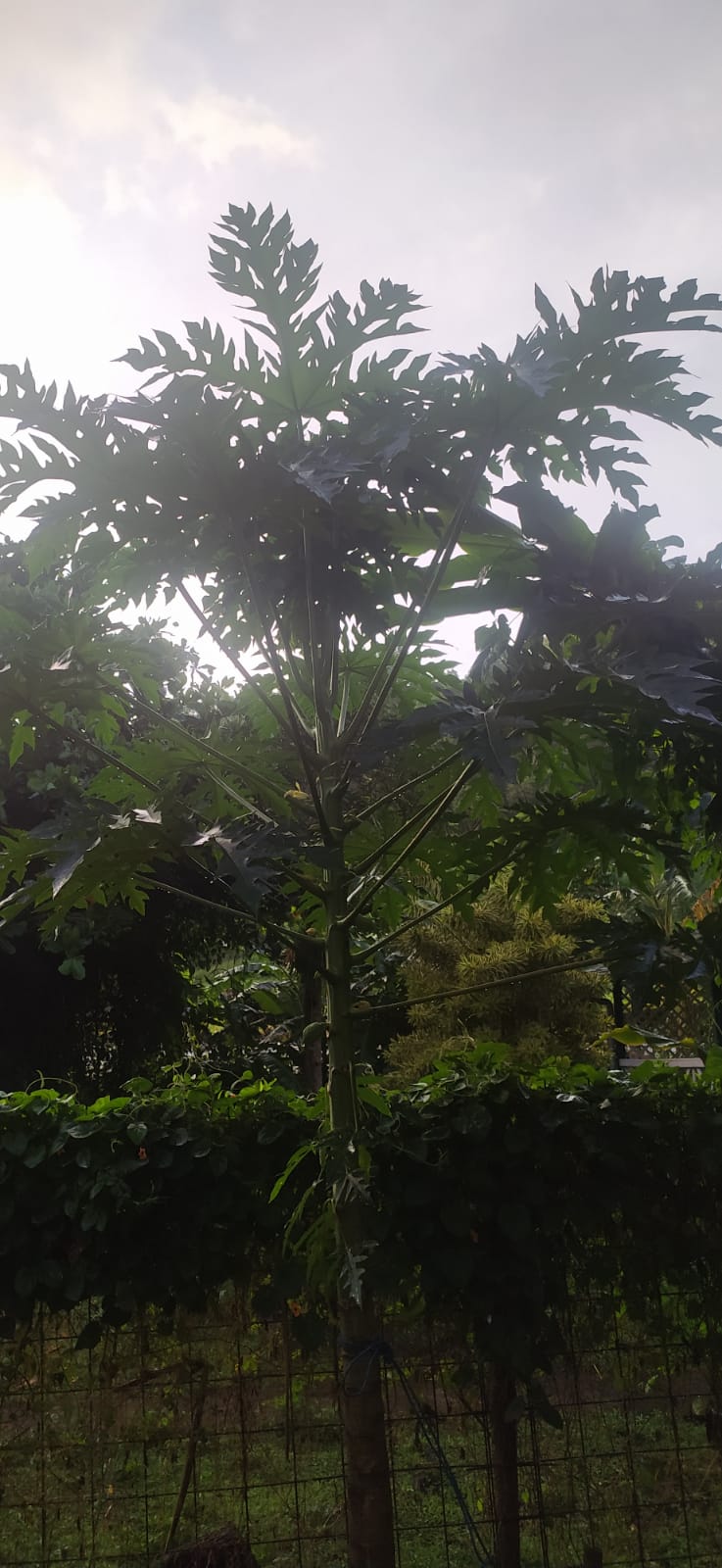 30 graines fraîches de papaye verte  - carica papaya - guadeloupe -Mon Jardin Tropical-