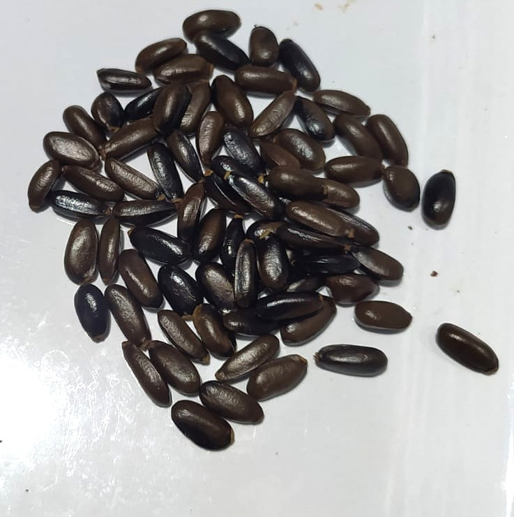 5 Graines de pommes cannelle - arbre attier - pocanelle - Annona -Annona squamosa - sweet fruit-Mon Jardin Tropical-