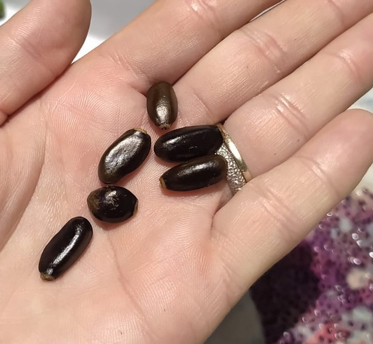 5 Graines de pommes cannelle - arbre attier - pocanelle - Annona -Annona squamosa - sweet fruit-Mon Jardin Tropical-